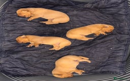 Labrador Retriever dogs for sale: Plump little Red Labrador Puppies! - Image 34