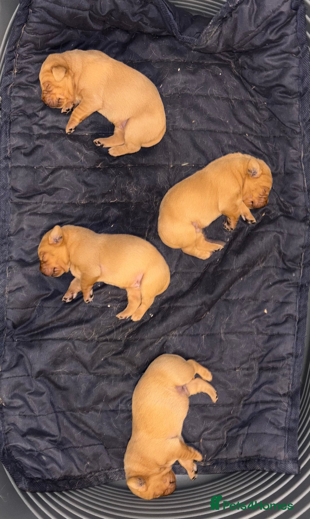 Labrador Retriever dogs for sale: Plump little Red Labrador Puppies! - Image 34