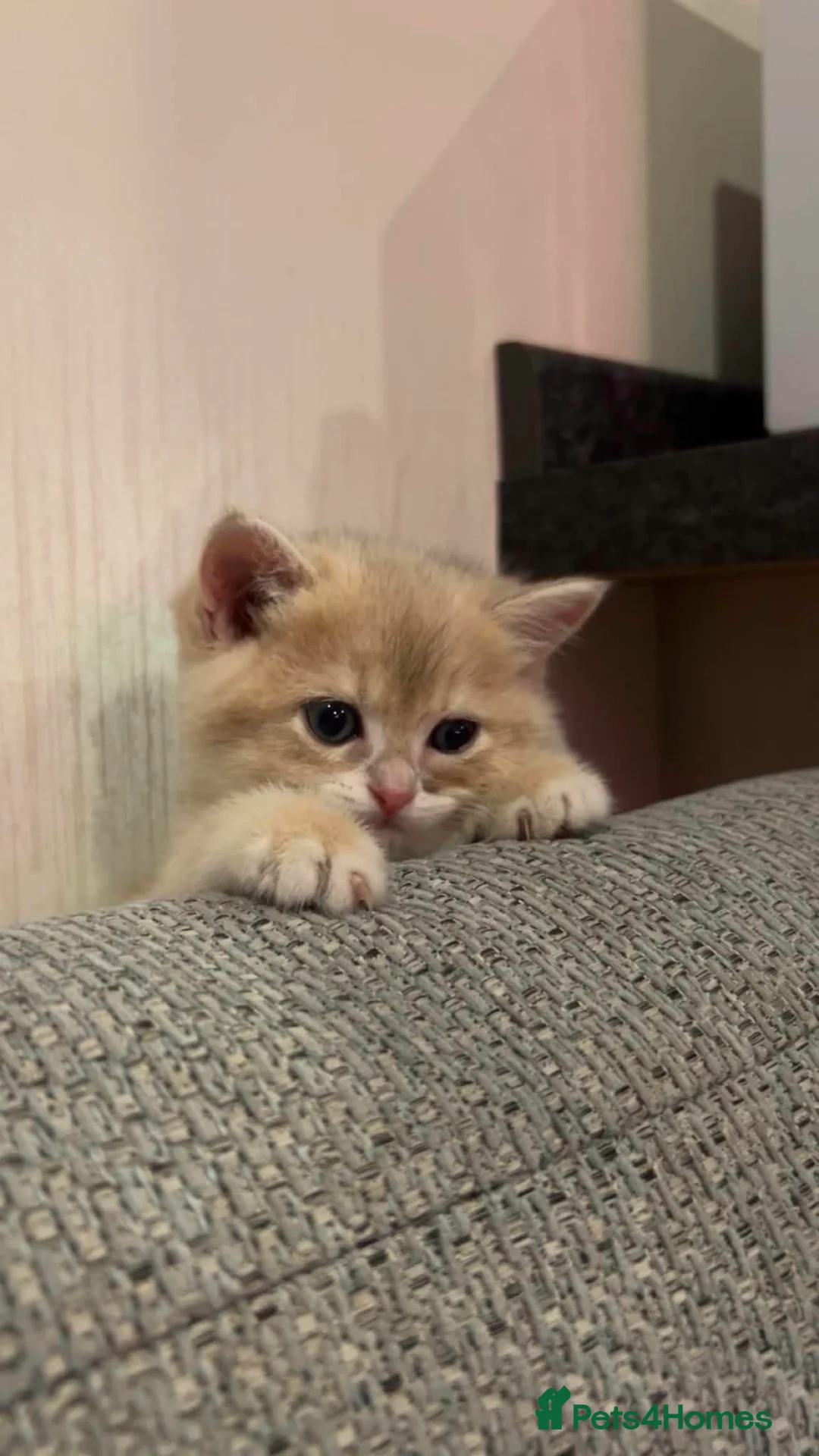 British Shorthair cats for sale: British shorthair female kitten - Advert 2