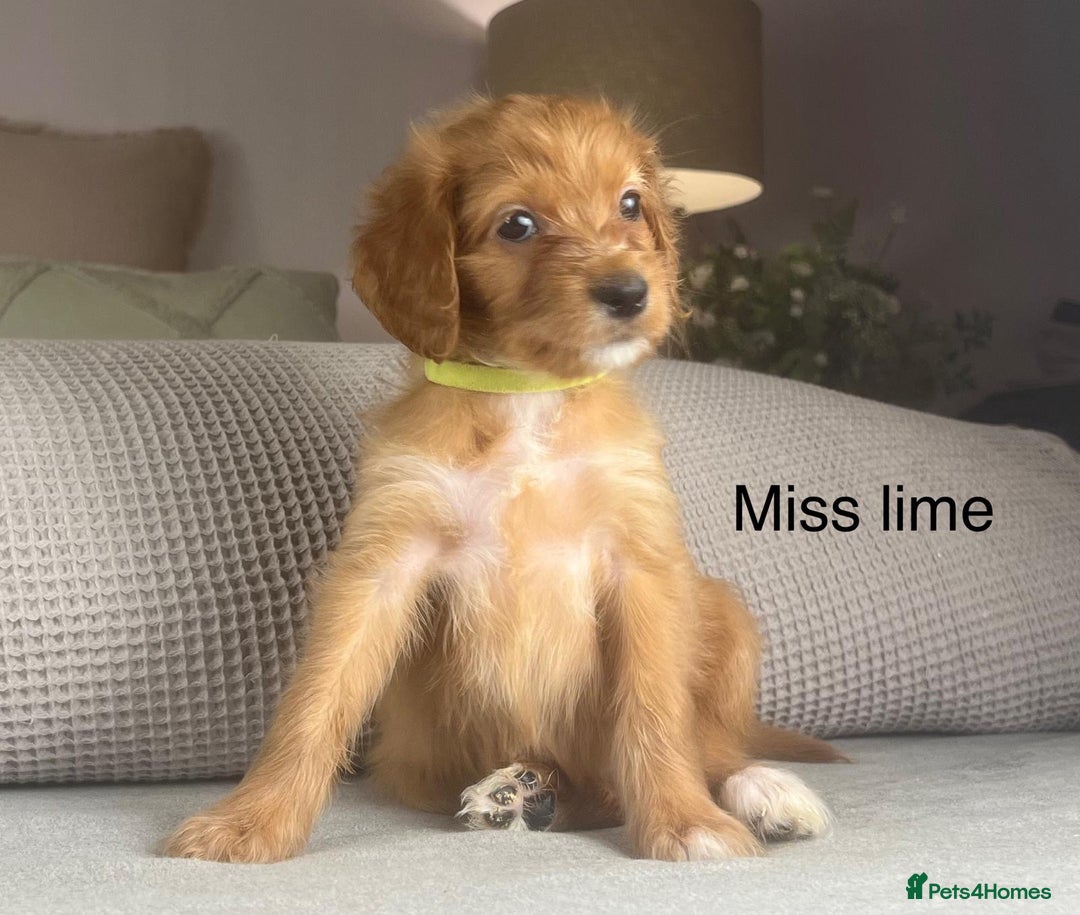 Irish Doodle dogs for sale: The perfect Doodle - Advert 15