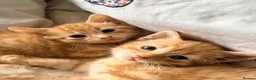 Domestic Shorthair cats for sale: 3 ginger and white boy kittens  in Cumnock - Advert 6