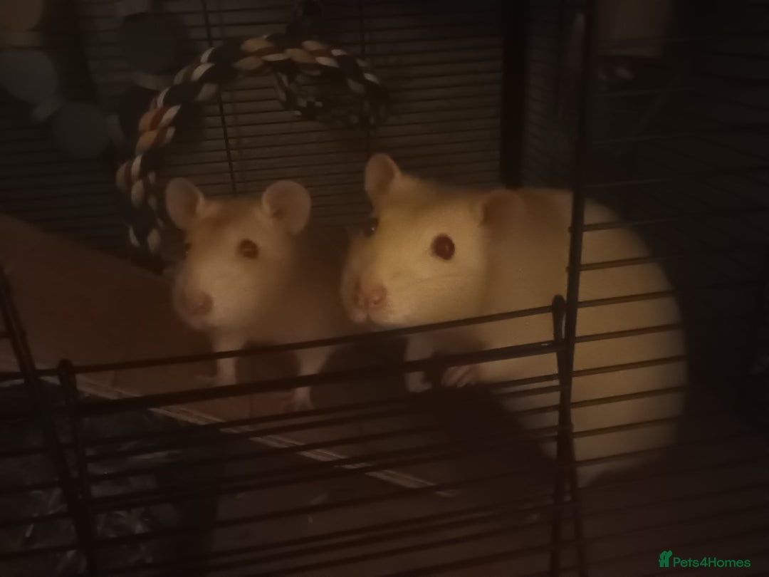 Rat rodents for sale: Three male rats looking for loving new home - Image 3