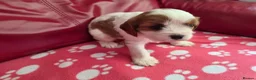 Mixed Breed dogs for sale: Cavapoo f1b - Advert 17