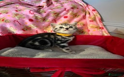 British Shorthair cats for sale: Beautiful bsh kittens  - Image 17