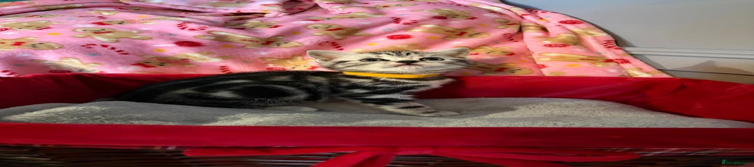 British Shorthair Kitten 4