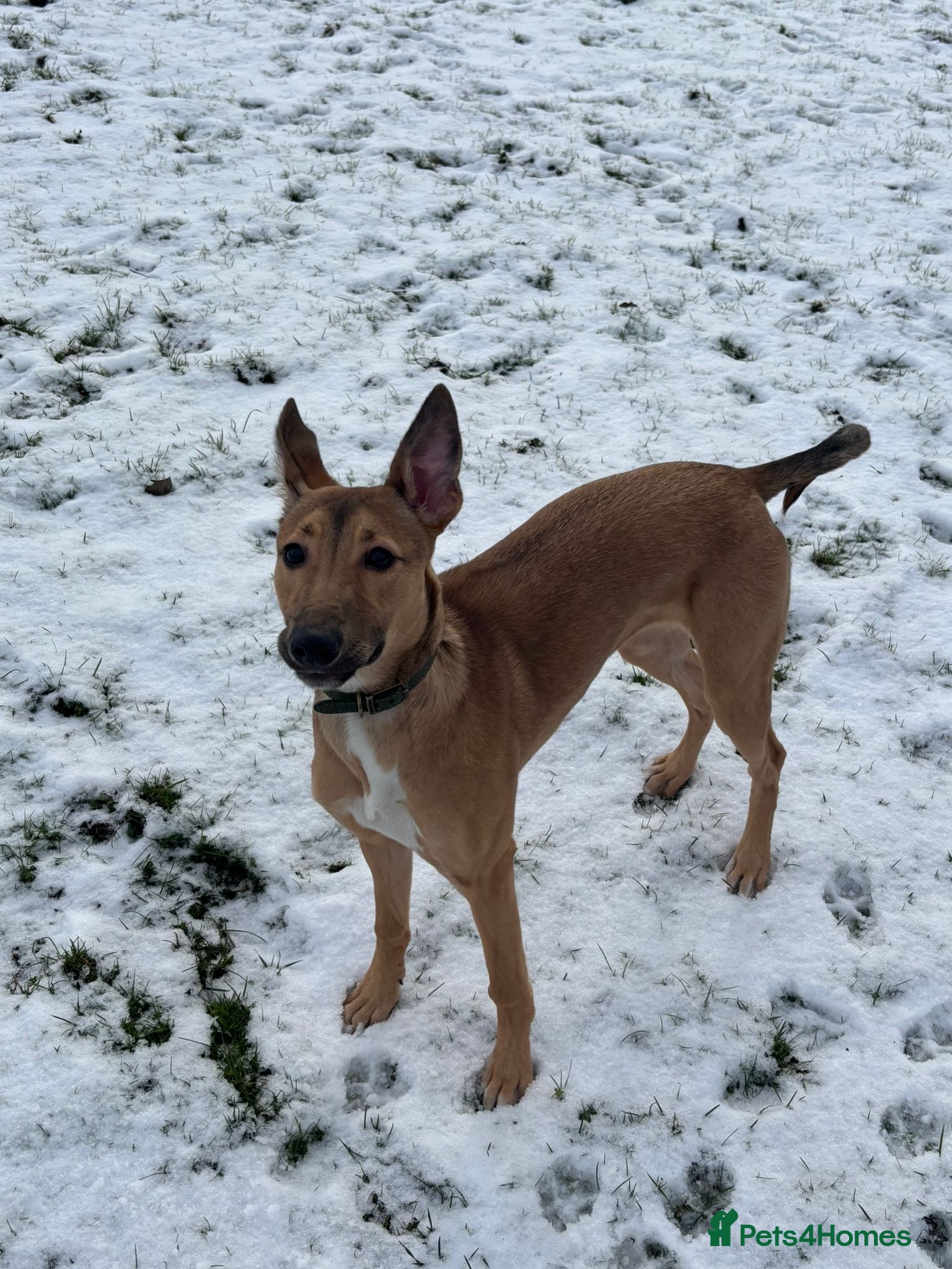 Mixed Breed dogs Whippet x Collie - Advert 1