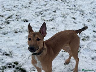 Mixed Breed dogs Whippet x Collie - Advert 17