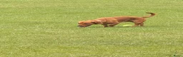 Mixed Breed dogs for sale: Sweenie  - Advert 2