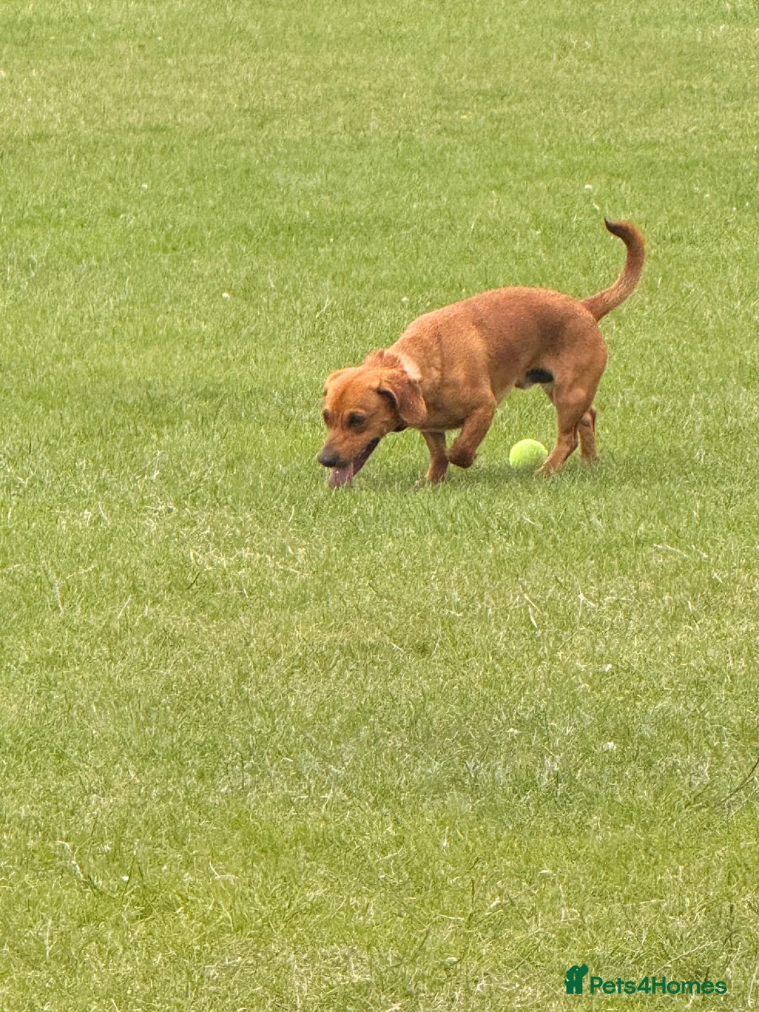 Mixed Breed dogs for sale: Sweenie  - Advert 2