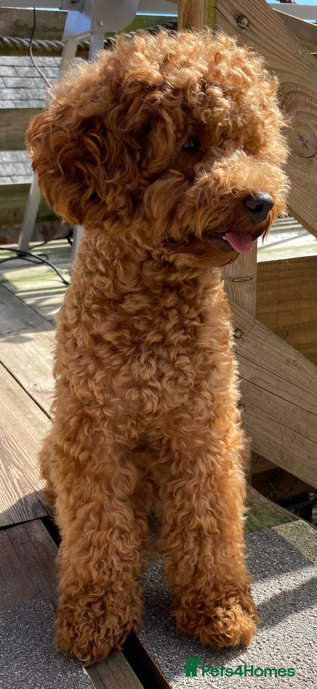 Toy Poodle dogs for stud: Kc health tested toy poodle for stud in Torpoint - Advert 2