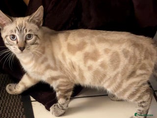 Bengal cats Savannah x Snow Bengal kittens 2M 1F - Advert 6