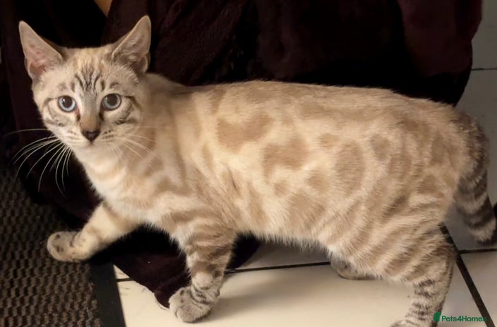 Bengal cats Savannah x Snow Bengal kittens 2M 1F - Advert 5