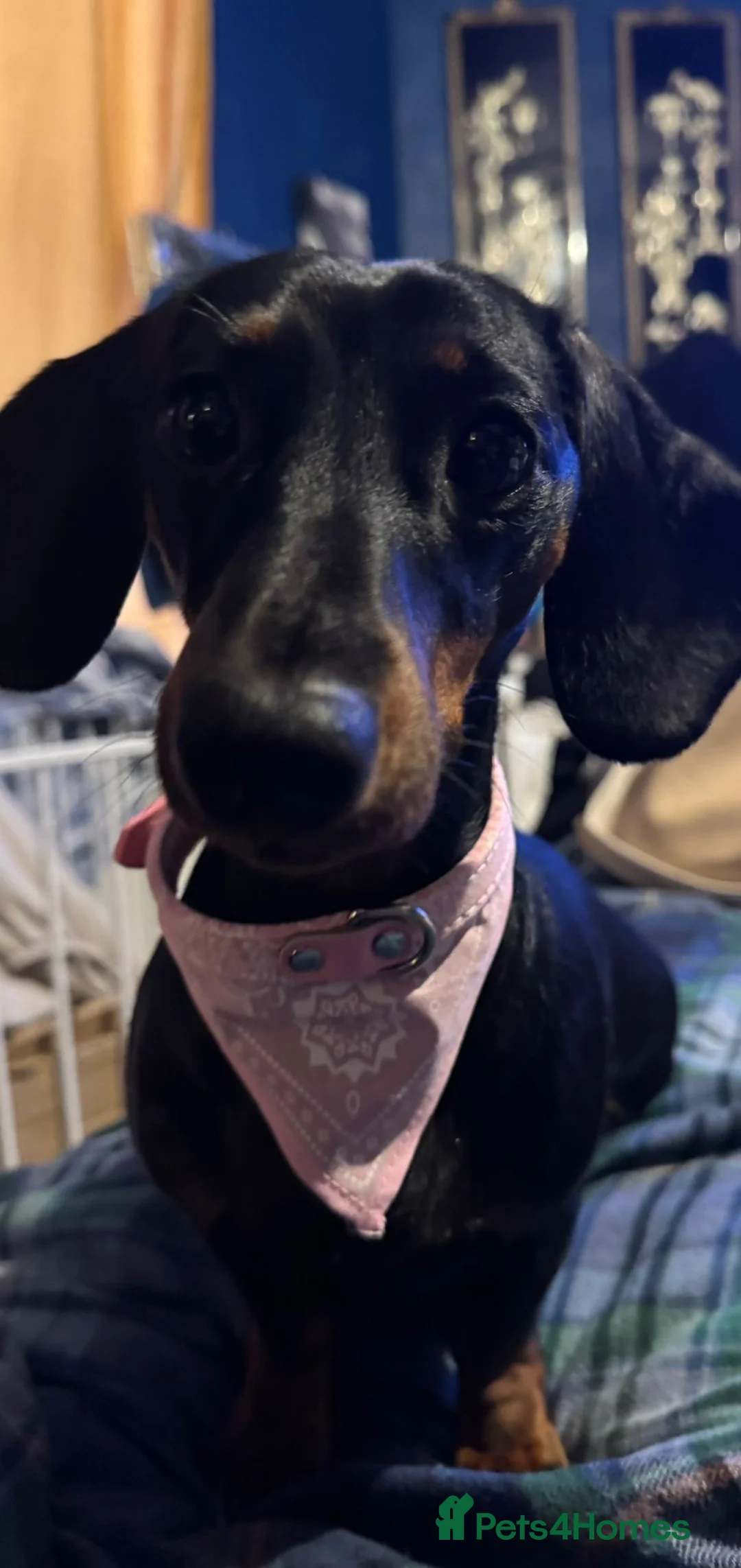 Dachshund dogs for sale: 2 stunning black n tan minis  - Advert 7