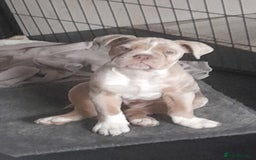 Olde English Bulldogge dogs for sale: Olde english bulldog  - Image 2