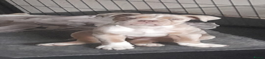 Olde English Bulldogge Puppy 2