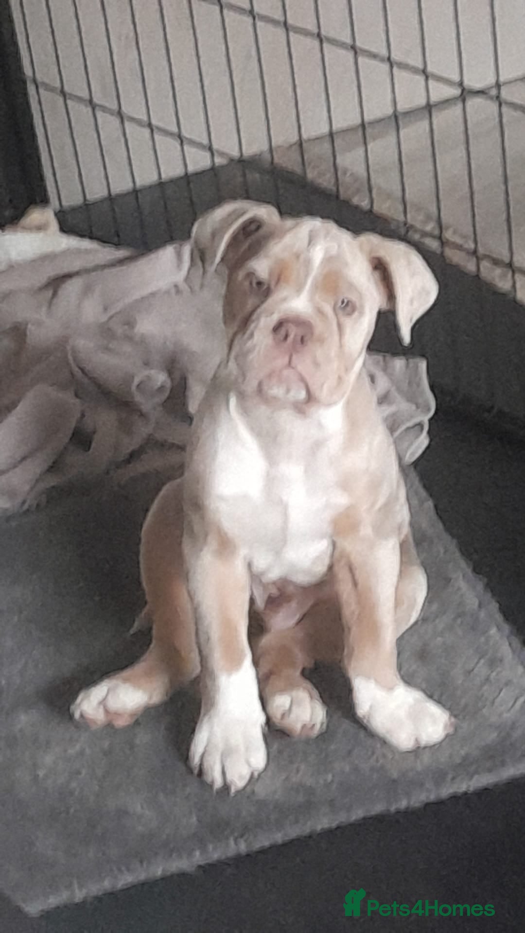 Olde English Bulldogge dogs for sale: Olde english bulldog  - Image 2