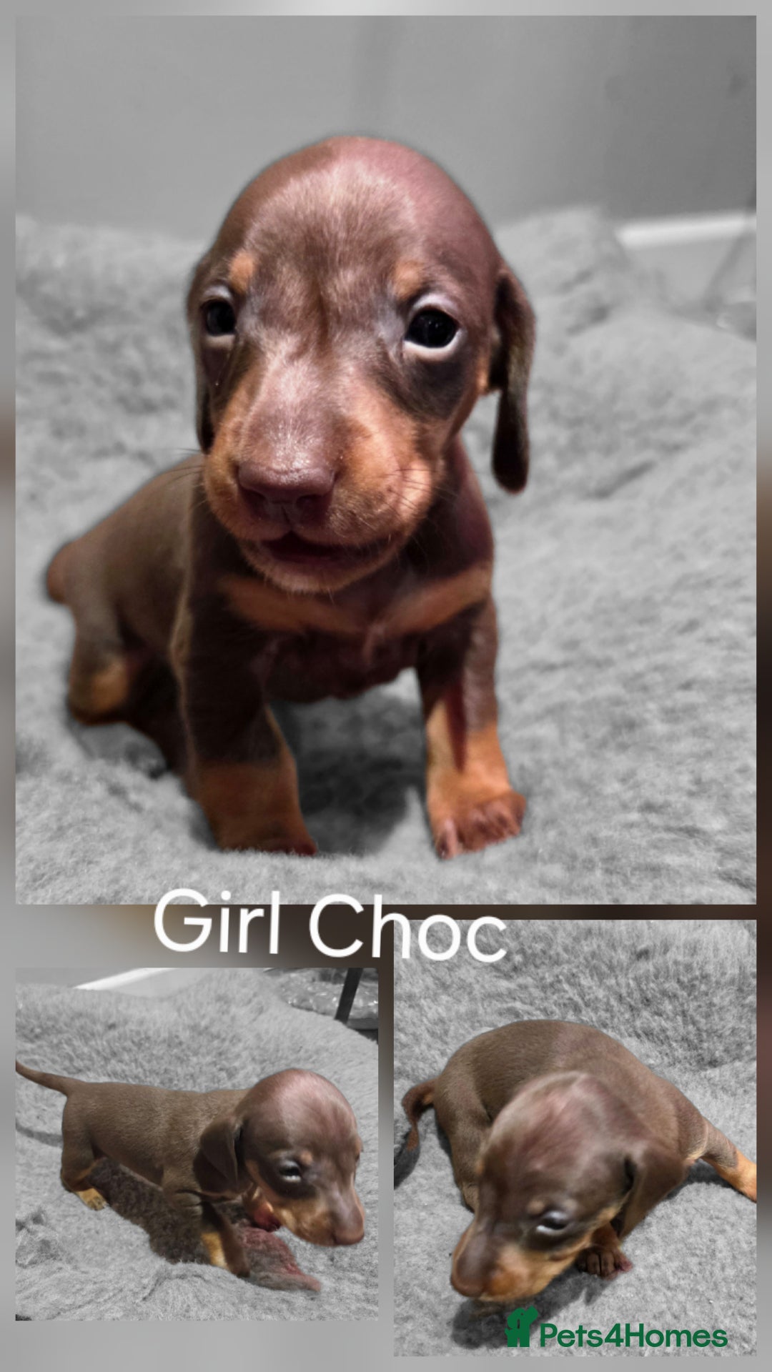 Dachshund dogs for sale: Beautiful Family Raised Daushound Puppies - Advert 7