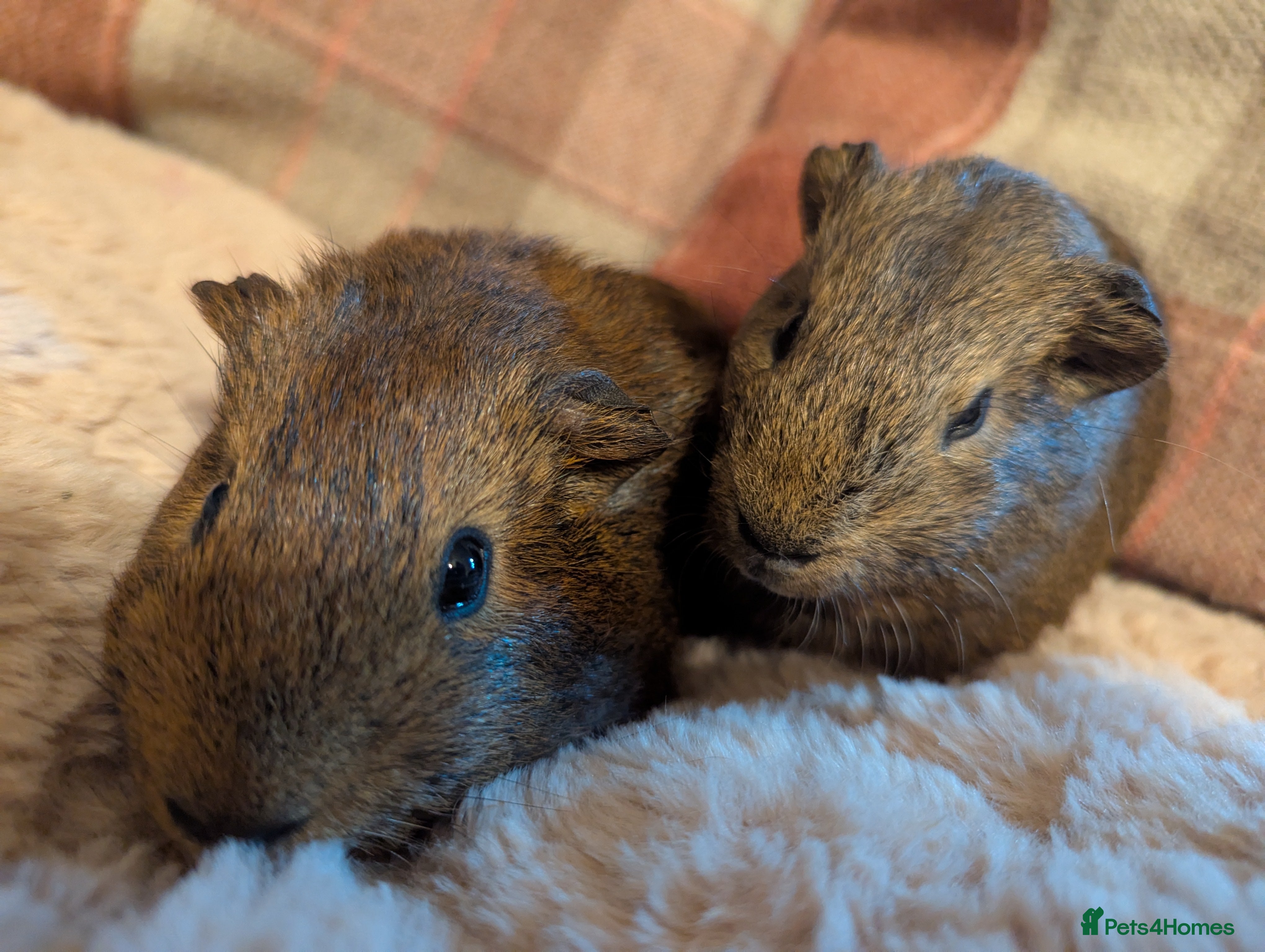 Guinea Pig rodents Gorgeous young guinea pigs - Advert 1