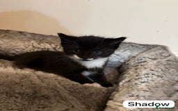 British Shorthair cats for sale: Kittens for sale - Image 10