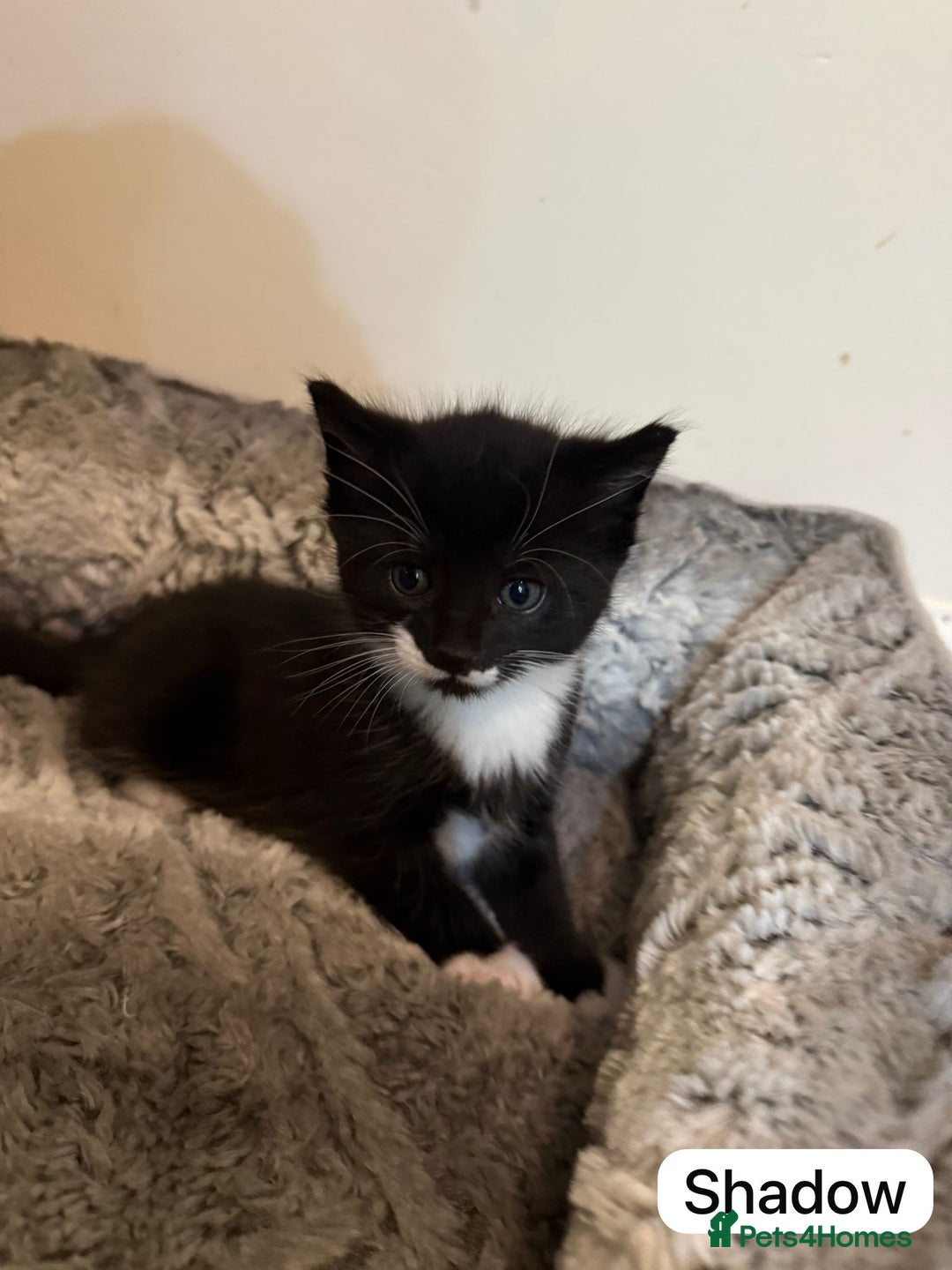 British Shorthair cats for sale: Kittens for sale - Image 10