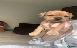 Mixed Breed dogs for sale: French I x patterdale - Image 2