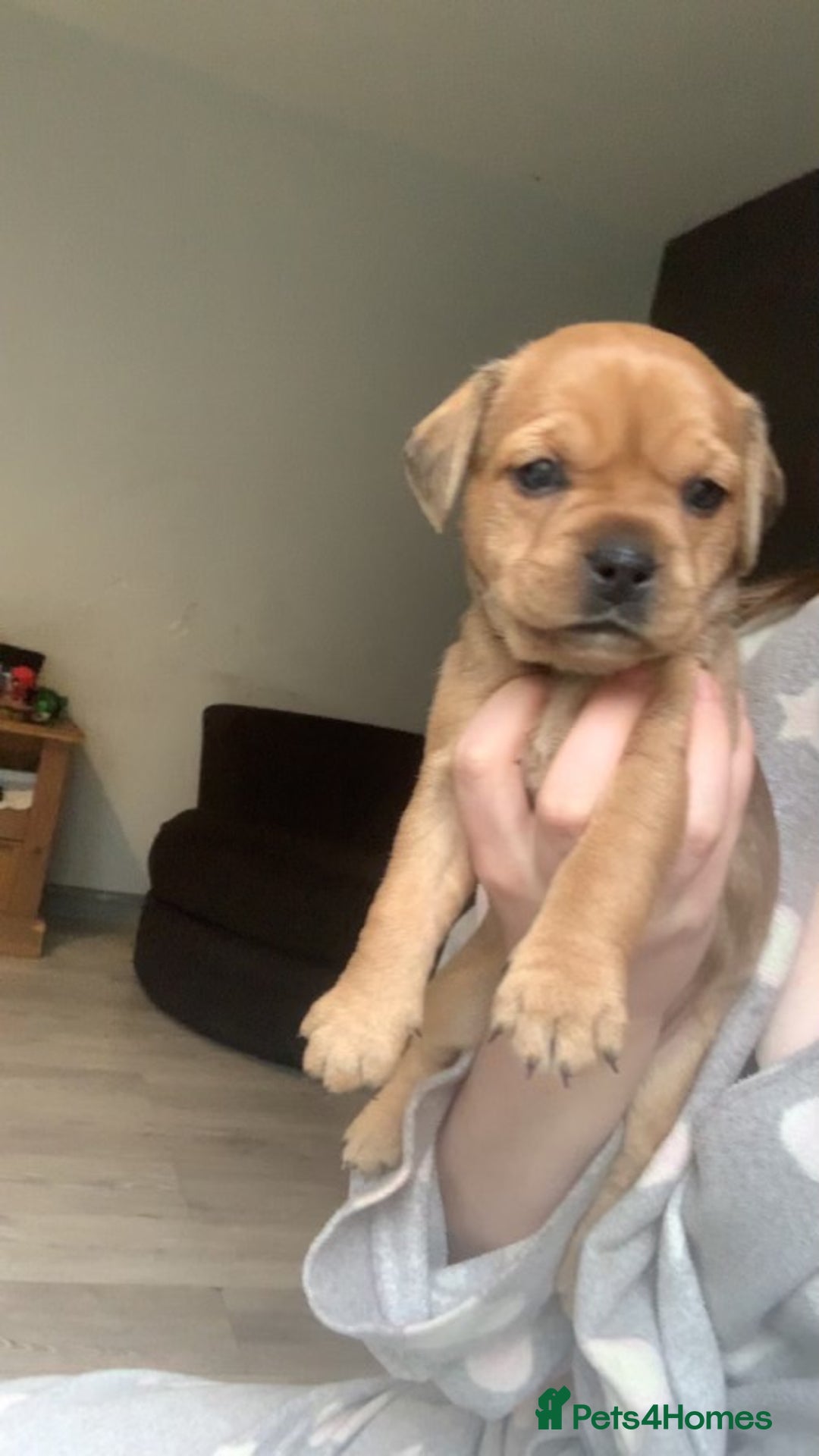 Mixed Breed dogs for sale: French I x patterdale - Image 2