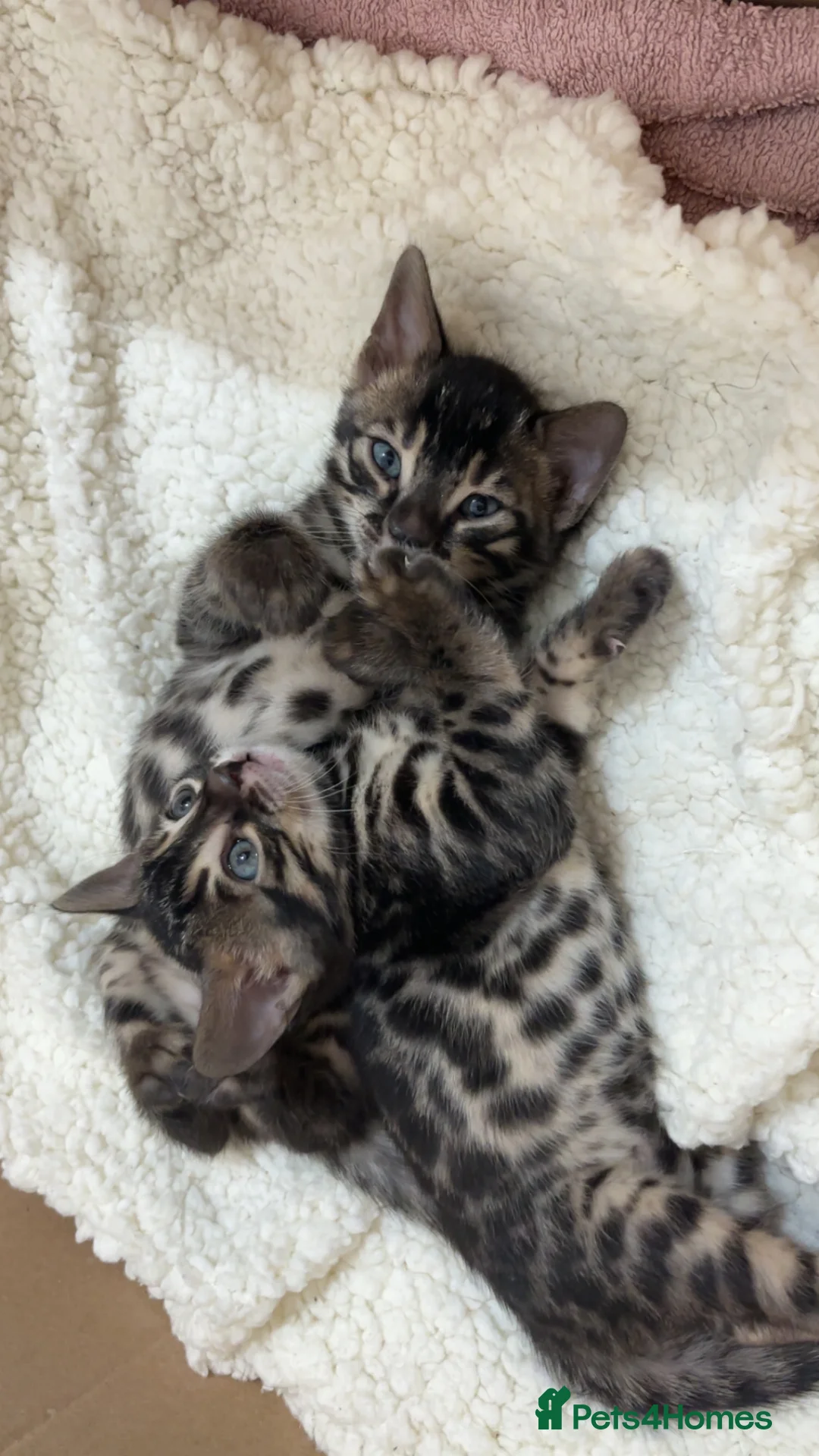 Bengal cats for sale: 🌟Pedigree bengal kittens🌟 - Advert 8