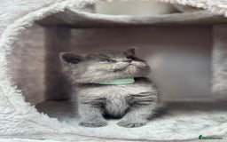 British Shorthair cats for sale: GCCF Registered British Shorthair kittens  - Image 8