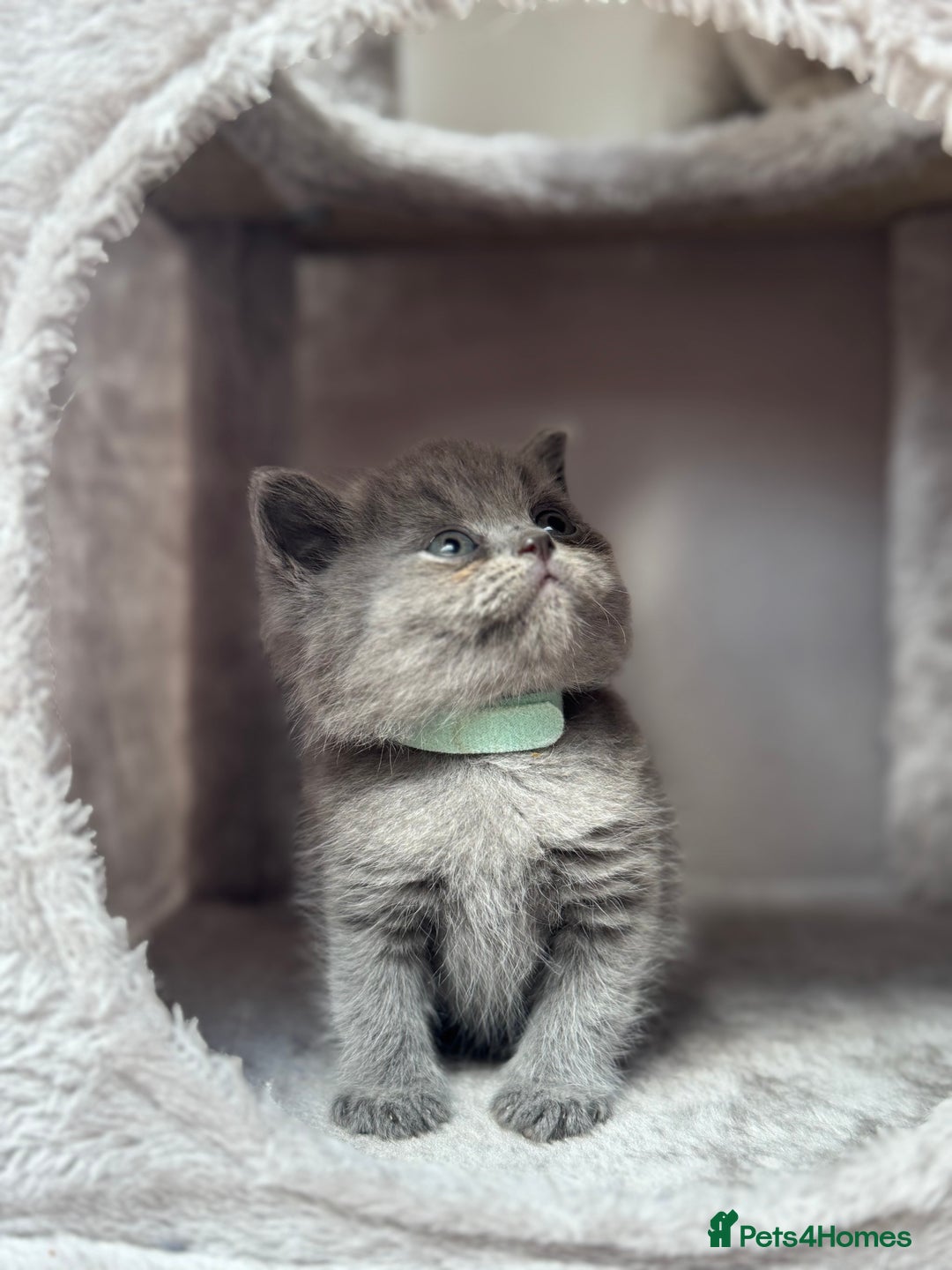 British Shorthair cats for sale: GCCF Registered British Shorthair kittens  - Image 8