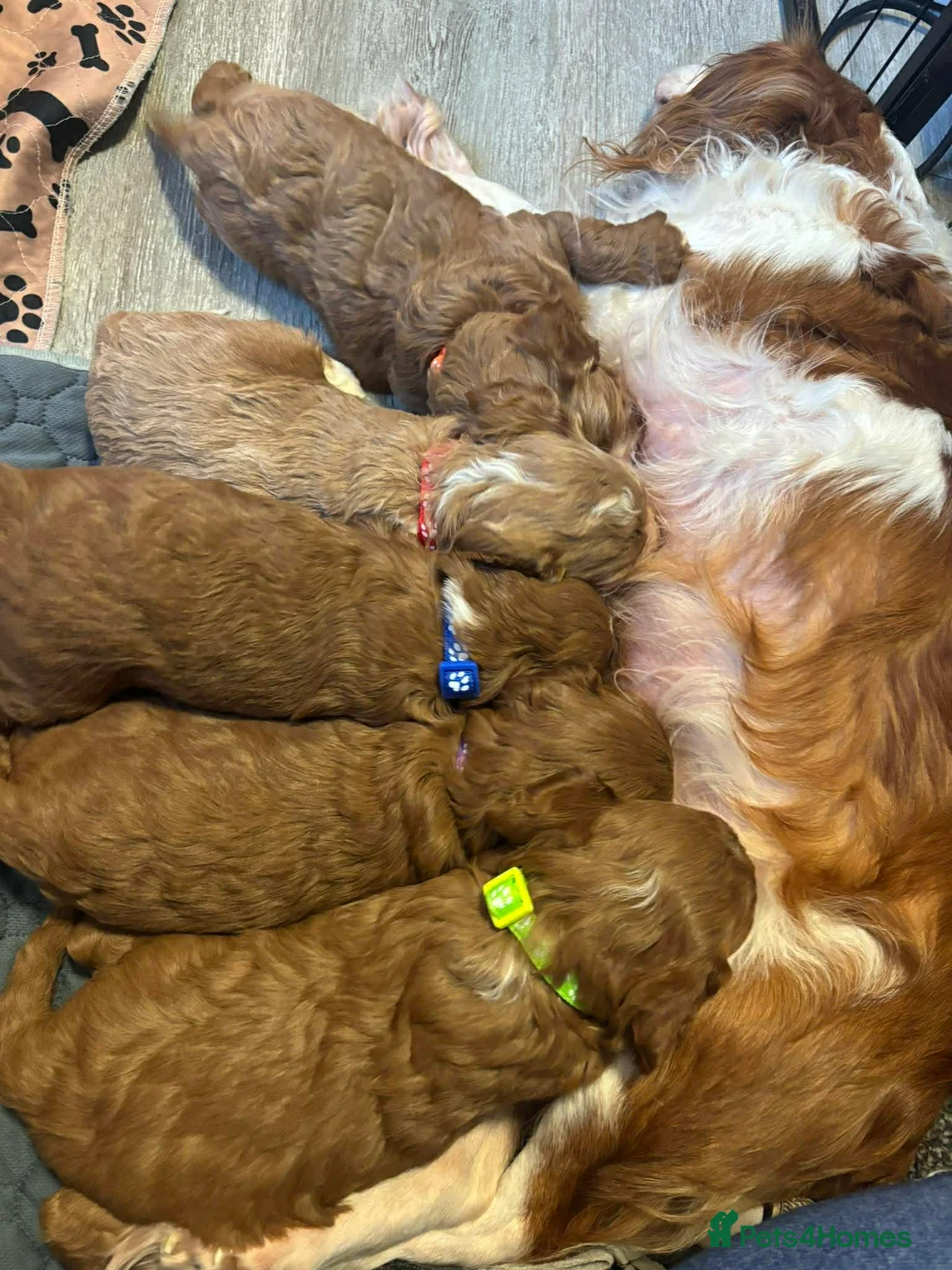 Cavapoo dogs for sale: Beautiful litter of F1 Cavapoos - Advert 25