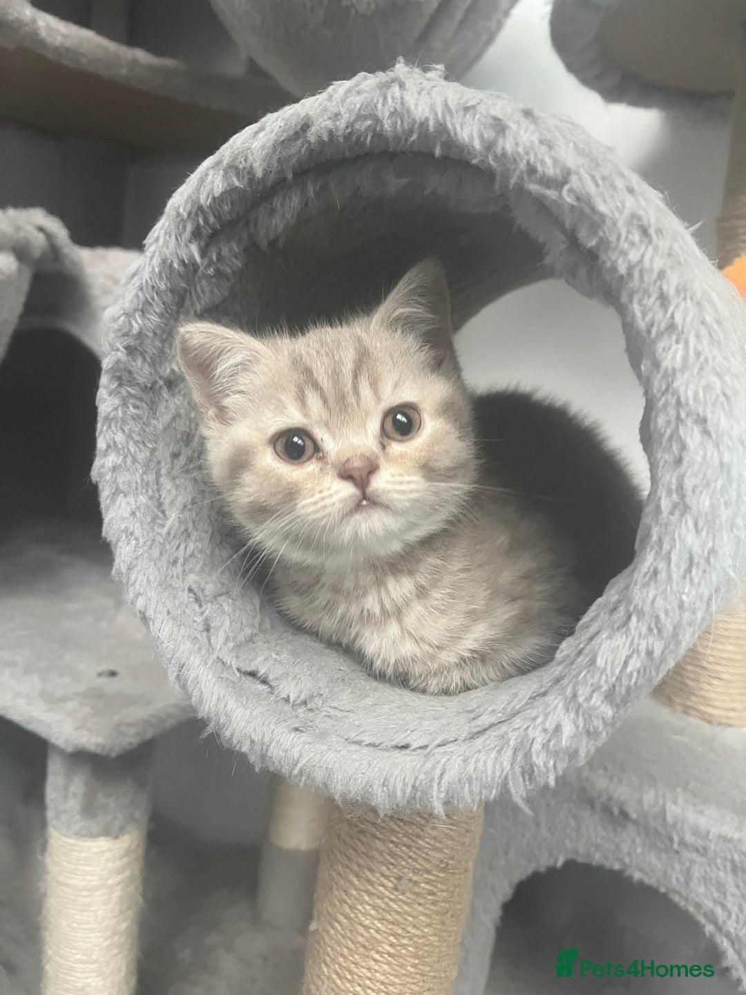 British Shorthair cats for sale: 4 Adorable Kittens are looking for new homes  - Image 6