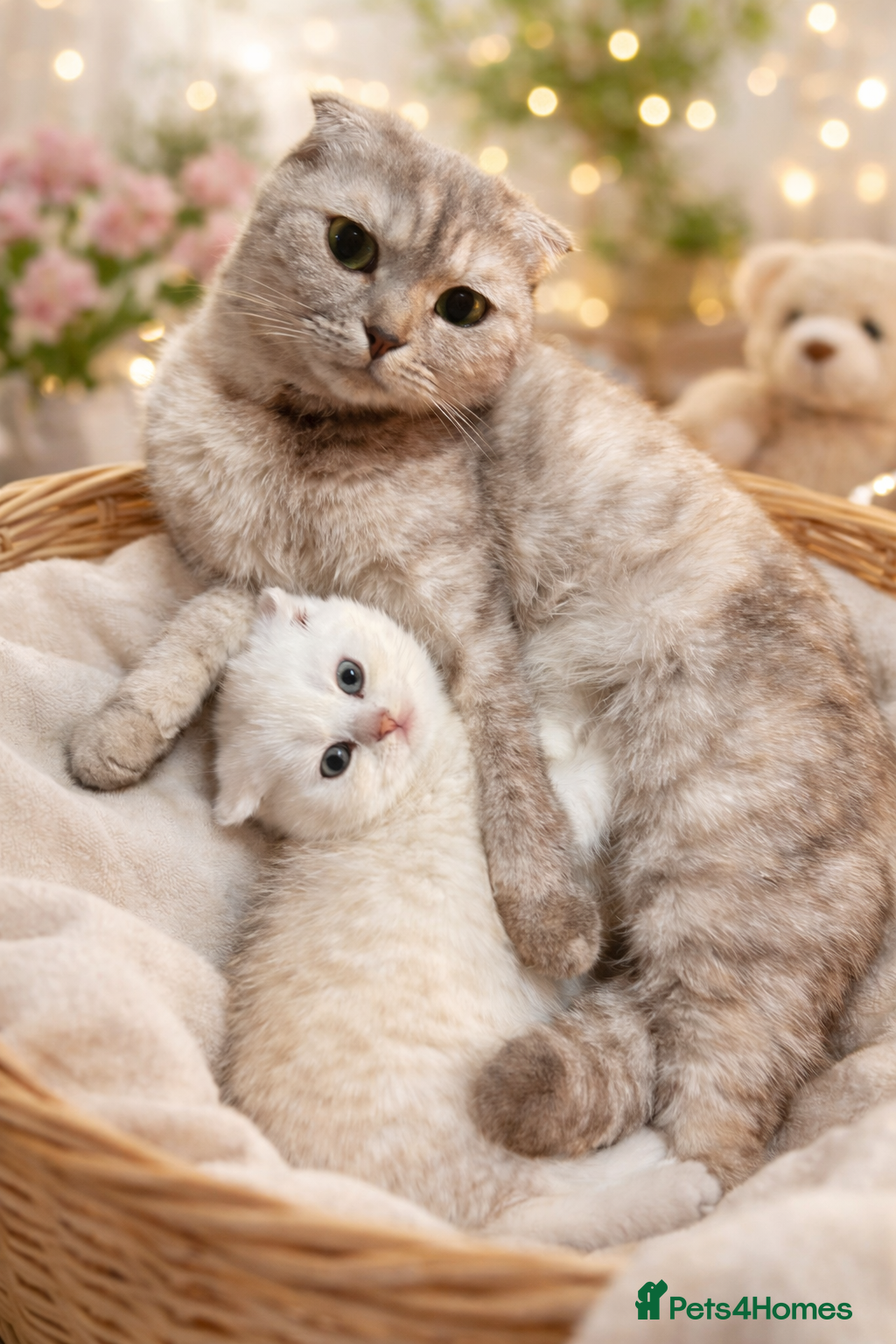 Scottish Fold cats 🐾 chocolate Scottish fold🐾 - Advert 2