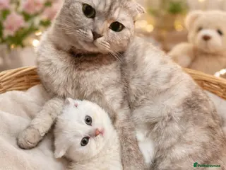 Scottish Fold cats 🐾 chocolate Scottish fold🐾 - Advert 2