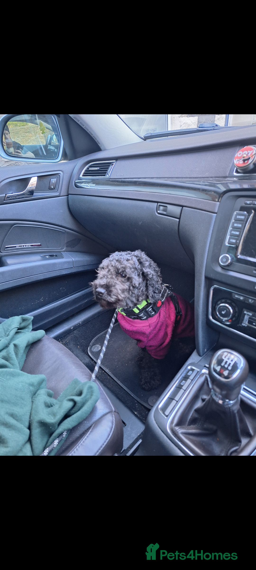 Poochon dogs for sale: 2 year old poochon boy in need of forever home  - Image 6