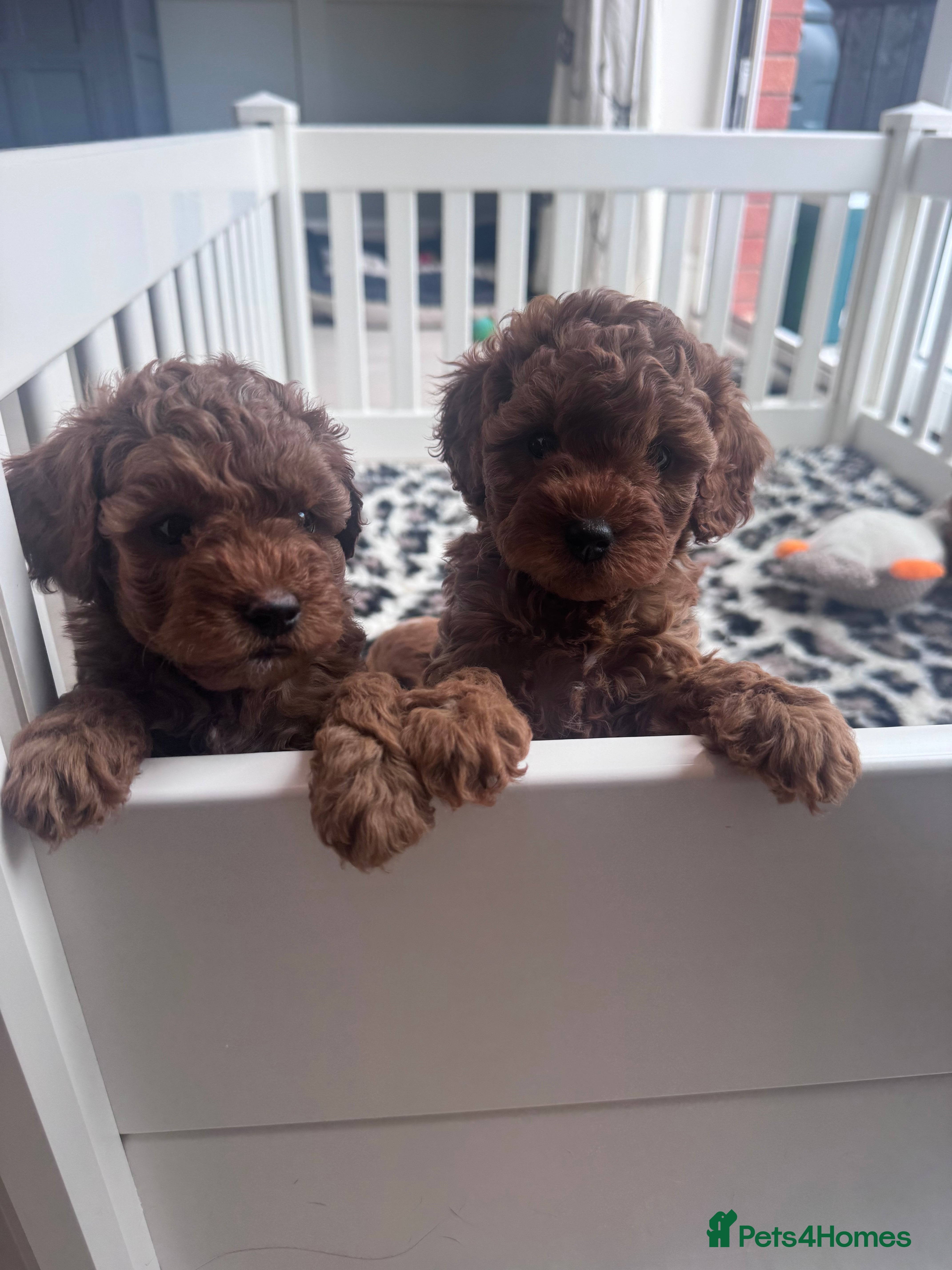 Cavapoo dogs 1 Beautiful F1B Cavapoo Boy Available!🩵 - Advert 1
