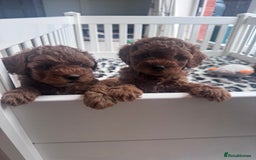 Cavapoo dogs for sale: 2 Beautiful F1B Cavapoo Boys Available!🩵 - Image 1