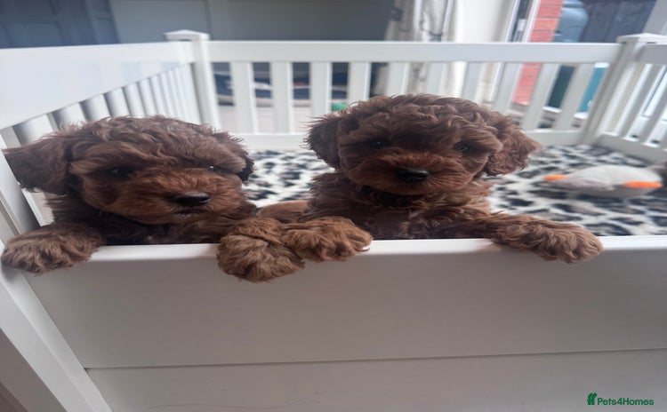 Cavapoo dogs - Advert 1