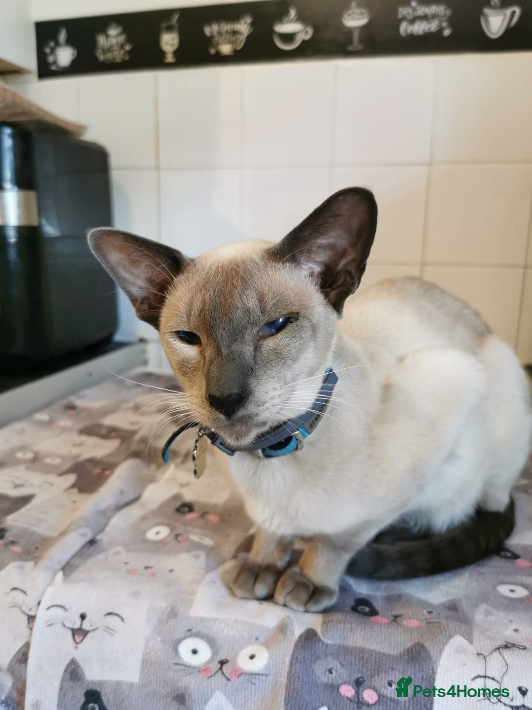 Siamese cats for sale: Blue point siamese - Advert 4