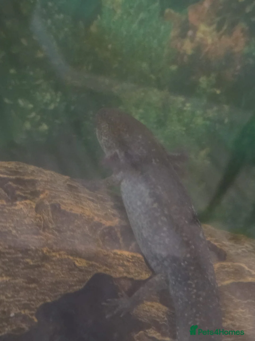 Mixed Breed invertebrates for sale: 5 x axolotls  in Bedlington - Advert 12