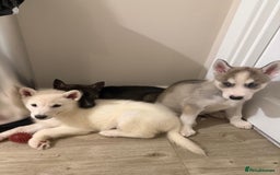 Siberian Husky dogs for sale: 3 x Siberian husky puppies  - Image 1