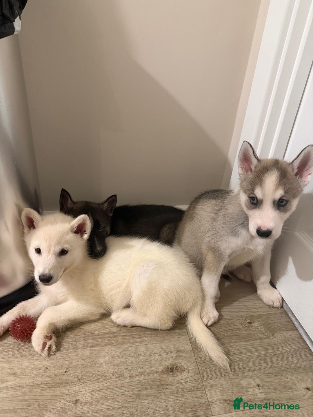 Siberian Husky dogs for sale: 3 x Siberian husky puppies  - Image 1