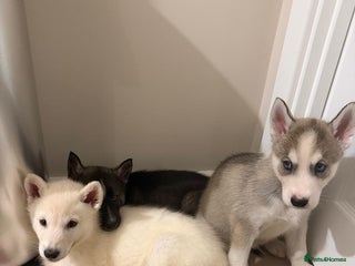 Siberian Husky dogs for sale - Advert 1