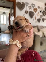 Golden Retriever dogs - Advert 6