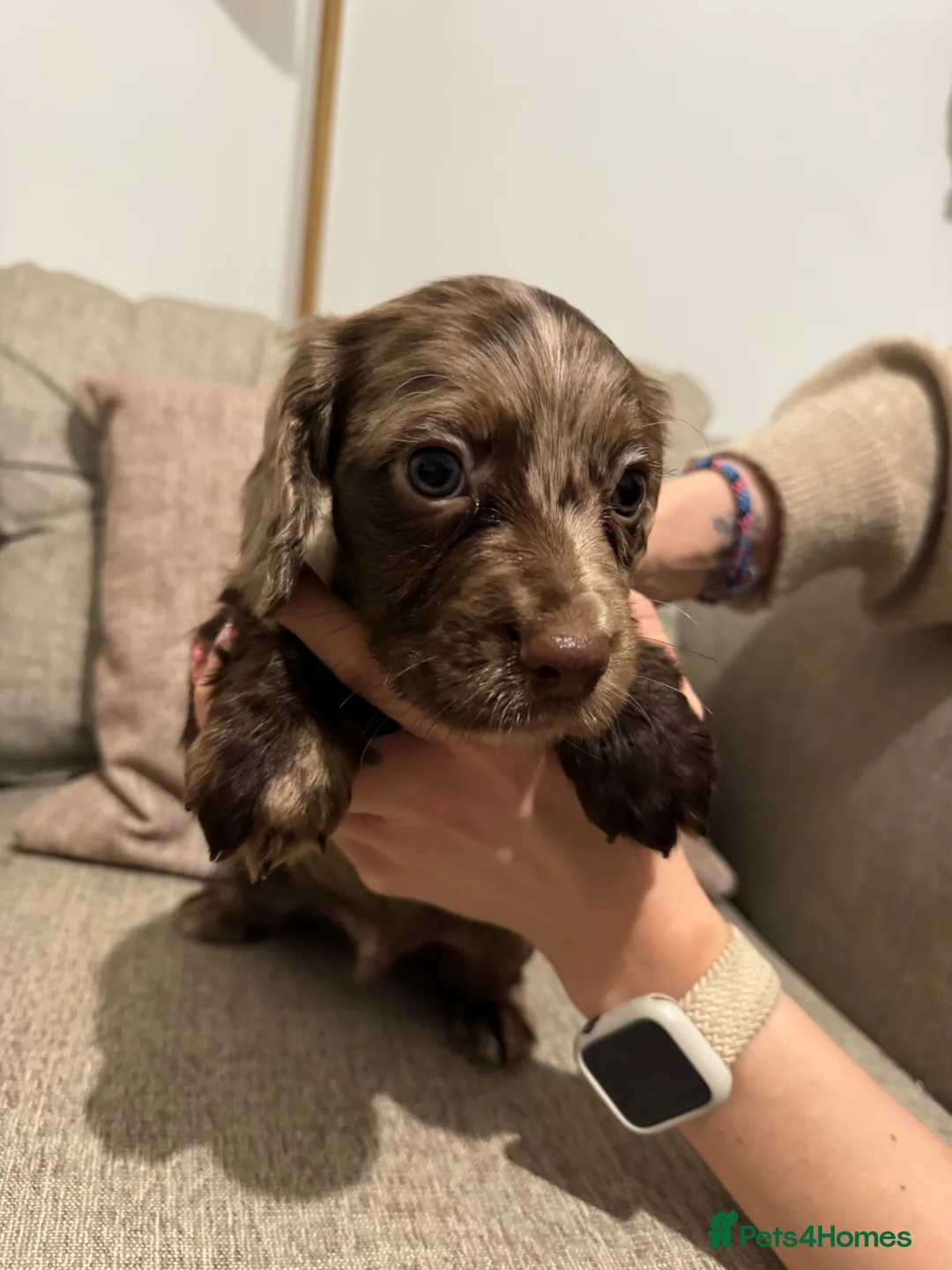 Cocker Spaniel dogs for sale: 4 Cocker Spaniel pups - unusual colours - Advert 17