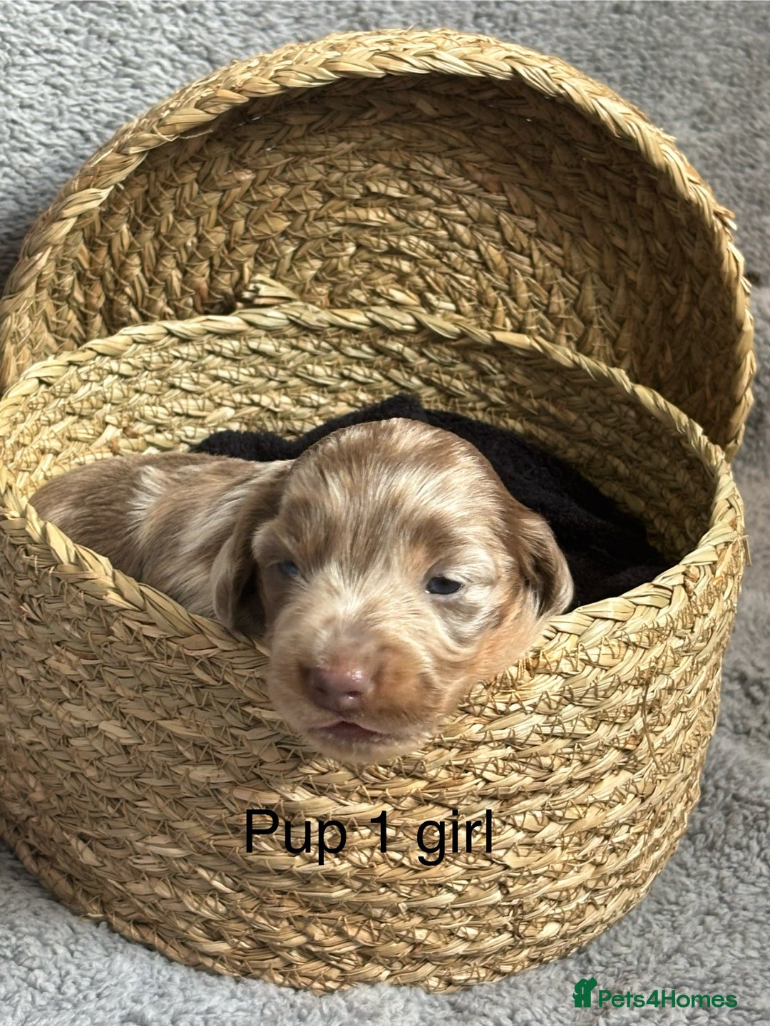 Dachshund dogs for sale: Miniature short haired Dapple dachshund puppies - Image 2