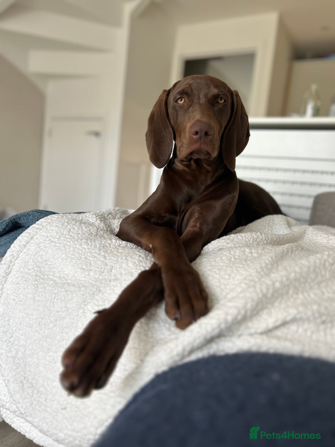 Mixed Breed dogs for sale: Beautiful Weimaraner X Visla - Image 1