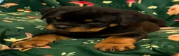 Rottweiler dogs for sale: Beautiful Rottweiler Puppies Available  - Advert 27