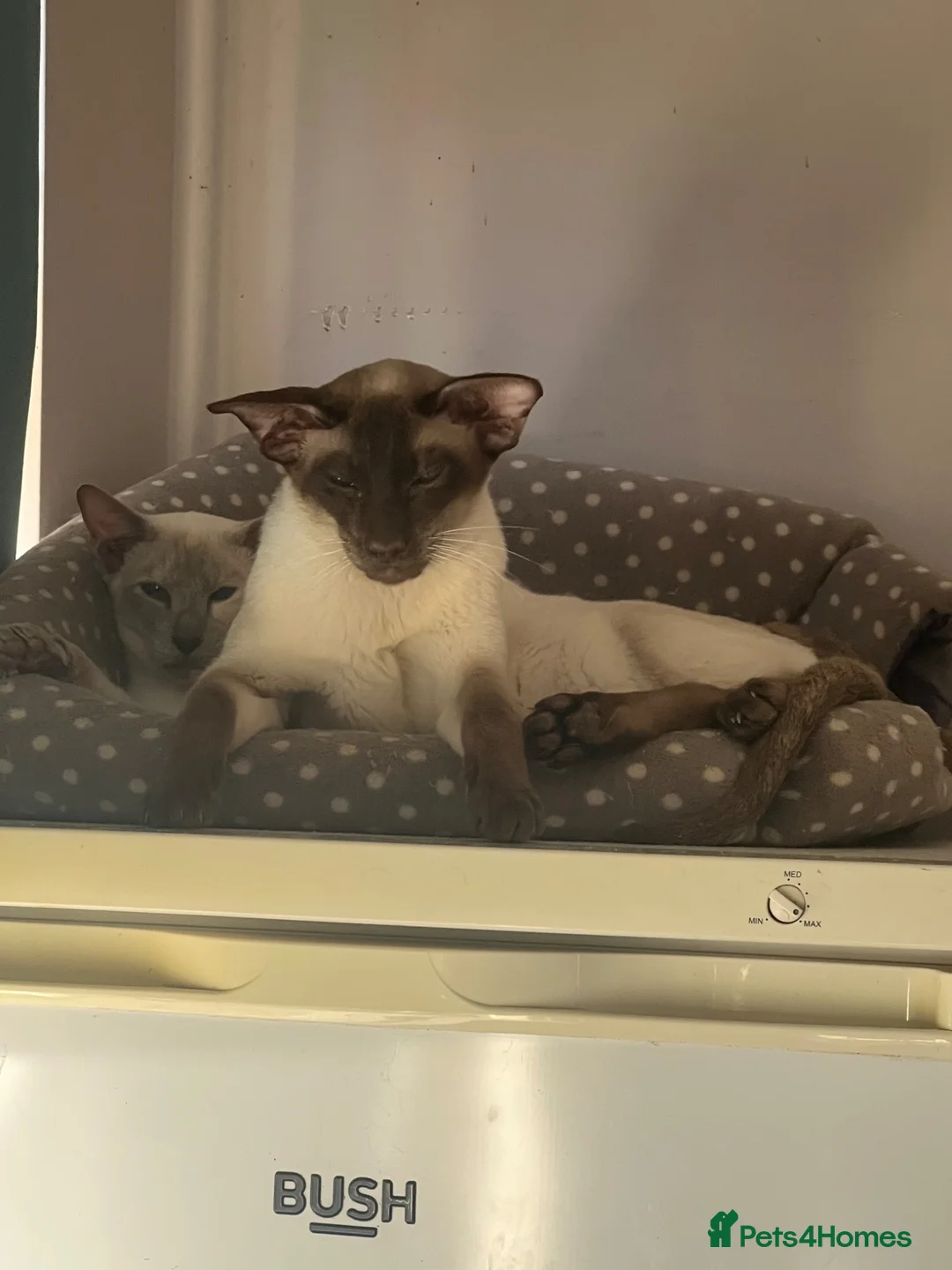 Oriental cats for sale: GCCF Red pointed bi colour - can be ACTIVE REG - Advert 7
