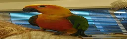 Conures birds for sale: Jenday conure - Advert 2