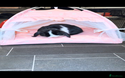 Mini Lop rabbits for sale: Black and white female mini lop - Image 1